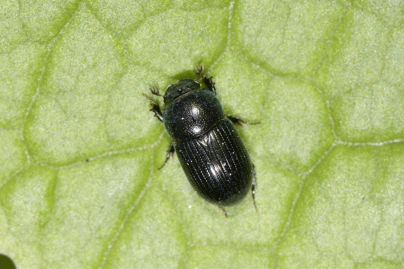 Aphodiidae: Aphodius sp?  No, Agrilinus convexus, maschio